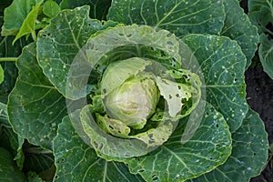 Cabbage eaten insects and pests on an agricultural field.