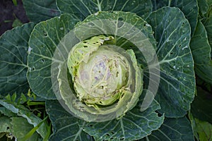Cabbage eaten insects and pests on an agricultural field.