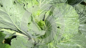 Cabbage is eaten by slugs. A head of cabbage grows on a bed in the garden. Green cabbage leaves