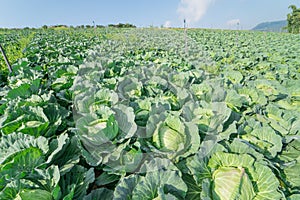 Cabbage farm