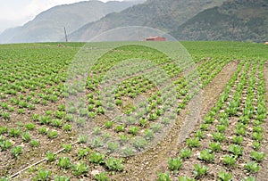 Cabbage farm