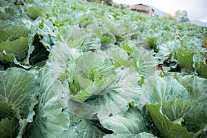 Cabbage in the farm