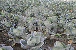 A cabbage farm