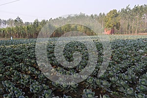 A cabbage farm