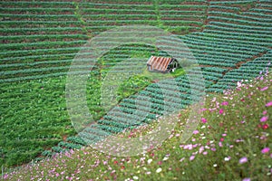 Cabbage farm and beautiful flower garden on Doi Ang Khang, Chiang Mai