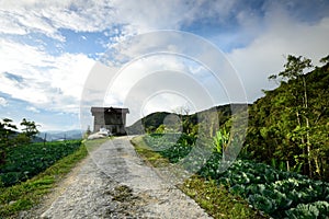 Cabbage farm at Cameron Highlands