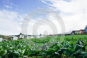 Cabbage farm on the hill in Phetchabun of Thailand