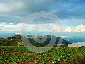 Cabbage farm at Phu Tub Berk.