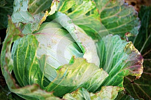 Cabbage in farm with texture