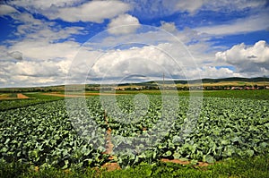 Cabbage field