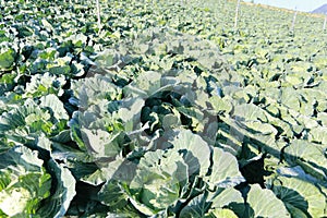 Cabbage field