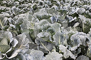 Cabbage field