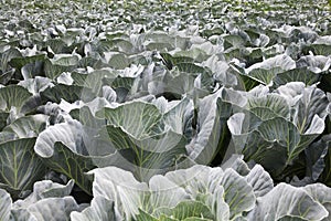 Cabbage field