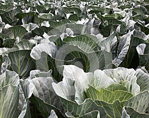 Cabbage field