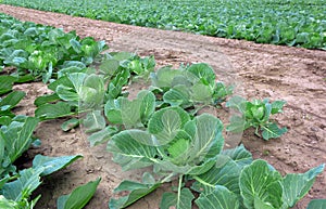 Cabbage field