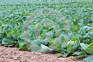 Cabbage field