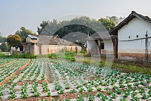 Cabbage field before aged farmhouses in sunny spring morning