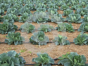 Cabbage field cultivation
