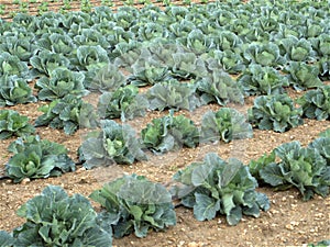 Cabbage field cultivation