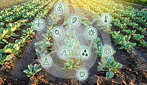 Cabbage in the field. High technologies and innovations in agro-industry. Study quality of soil and crop. Scientific work and