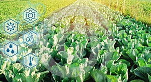 Cabbage in the field. High technologies and innovations in agro-industry. Study quality of soil and crop. Scientific work and