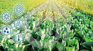 Cabbage in the field. High technologies and innovations in agro-industry. Study quality of soil and crop. Scientific work and photo