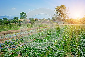 The cabbage field