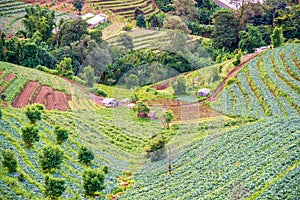 Cabbage field in mon jam mountain