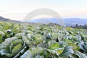 Cabbage field in the morning and sunrise at Monjam mountain , Ch