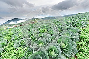 Cabbage field at the mountaion, Located Phu Tubburk