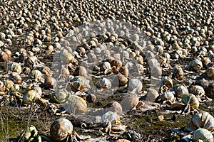 Rotten cabbage field photo