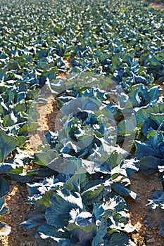 Cabbage field in Serranos area of Valencia