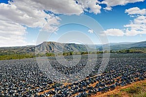 Cabbage field in Serranos area of Valencia photo