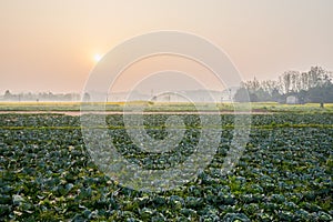 Cabbage field at sunrise in light misty spring