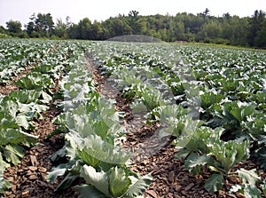 Cabbage field veggie