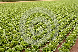 Cabbage fields, rows of vegetable food photo