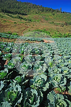 Cabbage fields