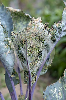 Cabbage flea beetle Phyllotreta cruciferae or crucifer flea beetle. Damaged leaves of purple kohlrabi German or Cabbage Turnip photo