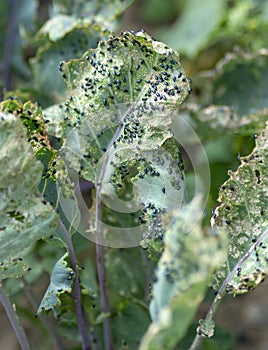 Cabbage flea beetle Phyllotreta cruciferae or crucifer flea beetle. Damaged leaves of purple kohlrabi German or Cabbage Turnip photo