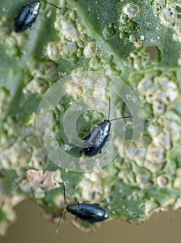 Cabbage flea beetle Phyllotreta cruciferae or crucifer flea beetle. Damaged leaves of cabbage in the vegetable garden photo
