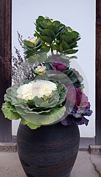 Cabbage flower composition