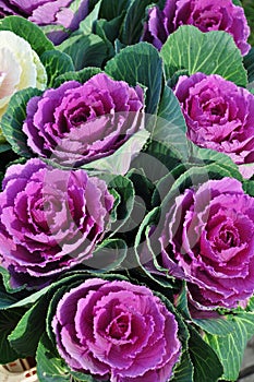 Cabbage flowers