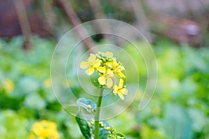 Cabbage flowers