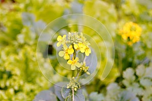 Cabbage flowers