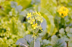 Cabbage flowers