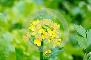 Cabbage flowers