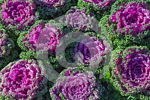 Cabbage flowers blooming.