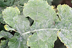 Cabbage fly (also cabbage root fly, root fly or turnip fly) - Delia radicum.