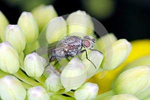 Cabbage fly (also cabbage root fly, root fly or turnip fly) - Delia radicum.