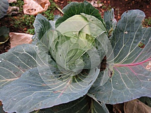 Cabbage is full of minerals,both fresh and cooked